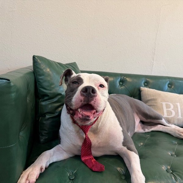 Chef Boyardee Beef Ravioli, a American Pit Bull Terrier dog