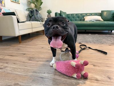Porky Piggy Pup thumbnail 1