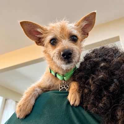 Dulce Kisses Little Lap Lover thumbnail 1