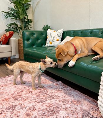 Dulce Kisses Little Lap Lover thumbnail 5