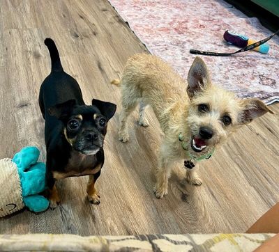 Dulce Kisses Little Lap Lover thumbnail 13