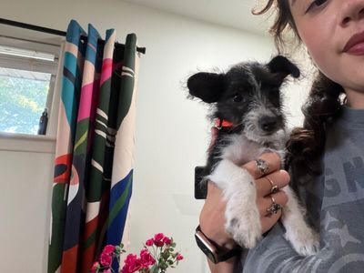 Sabrina Pepita Seed thumbnail 11