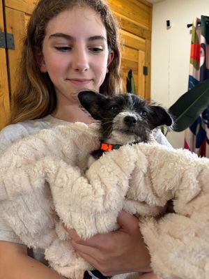Sabrina Pepita Seed thumbnail 8