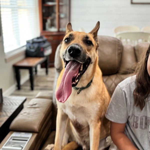 Calhoun English, a German Shepherd Dog dog