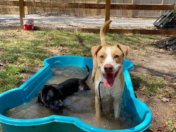 JJ Ryder a Straight Up Dude Dog, a Labrador Retriever dog