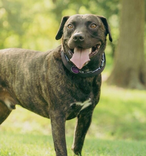 Mochi Magic the Happy Pup, a Black Labrador Retriever dog