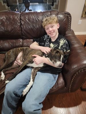 Lane Boots the Snuggly Couch Dog thumbnail 3