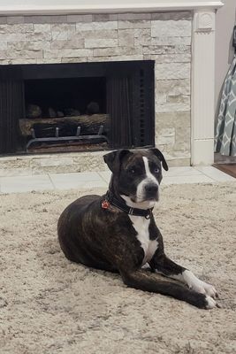 Lane Boots the Snuggly Couch Dog thumbnail 2