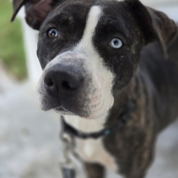 Lane Boots the Snuggly Couch Dog, a Pit Bull Terrier dog