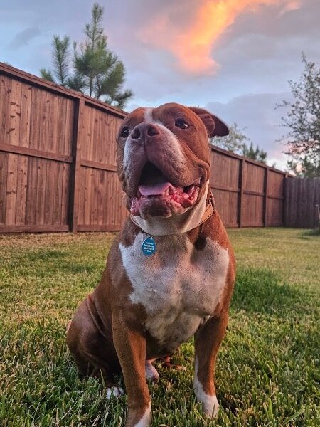 Guppy delivers giggles, a American Bulldog dog