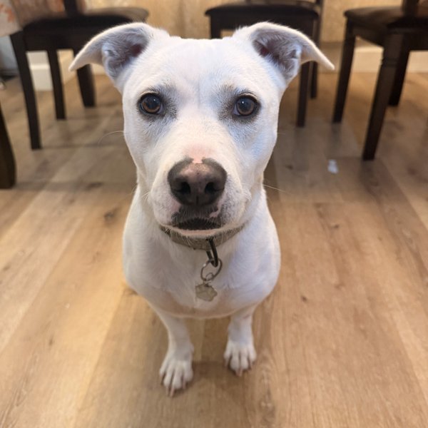 Momo Sugar the Happiest, a Staffordshire Bull Terrier dog