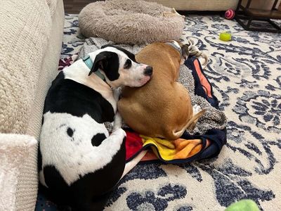 Panda the perfect doggy pal thumbnail 4