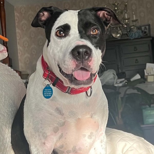 Panda the perfect doggy pal, a American Pit Bull Terrier dog
