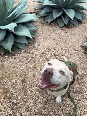 Daisy the happy Family lab thumbnail 8