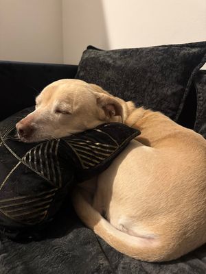 Daisy the happy Family lab thumbnail 9