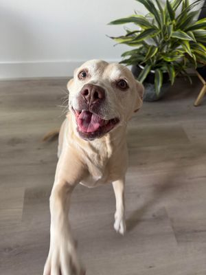 Daisy the happy Family lab thumbnail 6