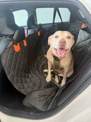 Daisy the happy Family lab thumbnail 10