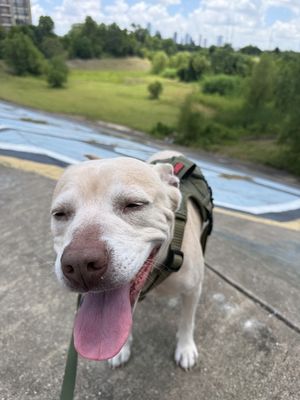 Daisy the happy Family lab thumbnail 4