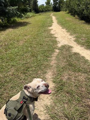 Daisy the happy Family lab thumbnail 5
