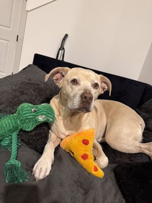 Daisy the happy Family lab thumbnail 3
