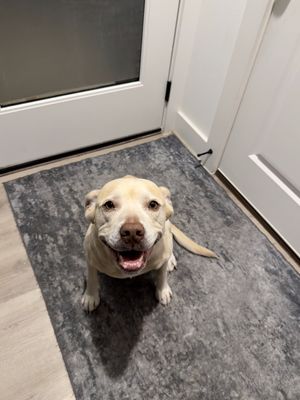 Daisy the happy Family lab thumbnail 7
