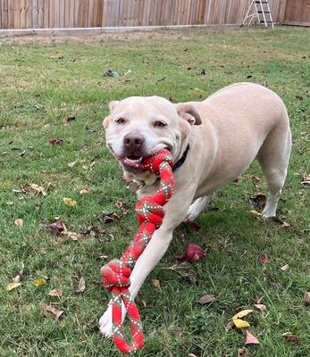 Daisy the happy Family lab thumbnail 11