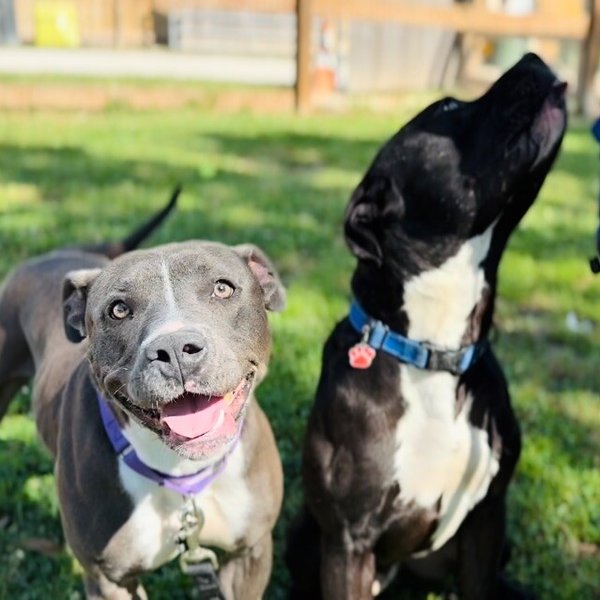Maribella Made to love full of fun, a American Staffordshire Terrier dog