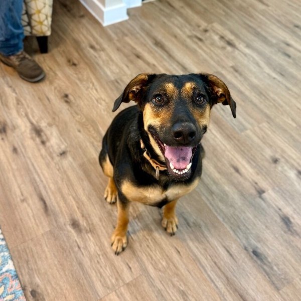 Jennie Jane Home Sweet Home, a Doberman Pinscher dog available for adoption