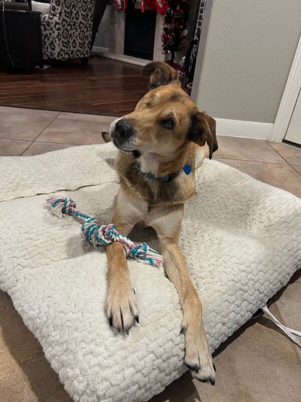Uno Bruno Sweet Gentle Shepherd - Photo 1