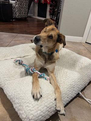 Uno Bruno Sweet Gentle Shepherd thumbnail 1