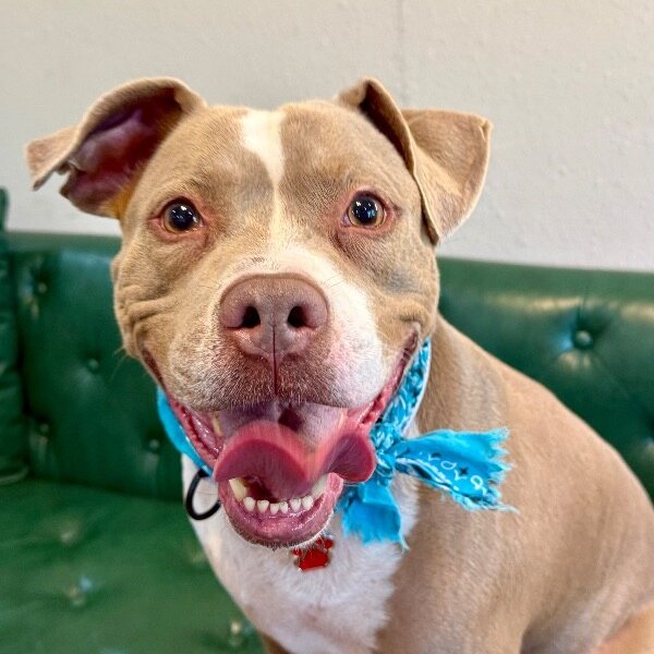 Atari Oliver, a American Pit Bull Terrier dog