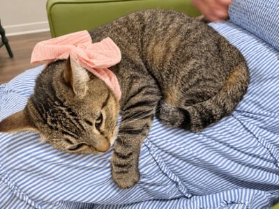 Margarita Snugglepurr thumbnail 2