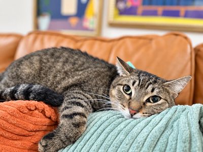 Margarita Snugglepurr thumbnail 3