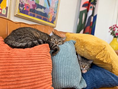 Margarita Snugglepurr thumbnail 13