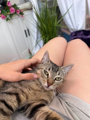 Margarita Snugglepurr thumbnail 11