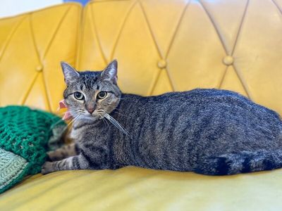 Margarita Snugglepurr thumbnail 6