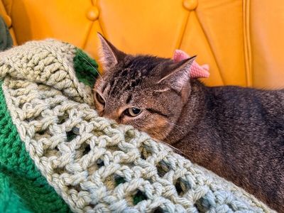 Margarita Snugglepurr thumbnail 12