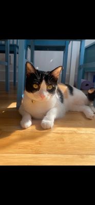 Taffy Marisol thumbnail 3