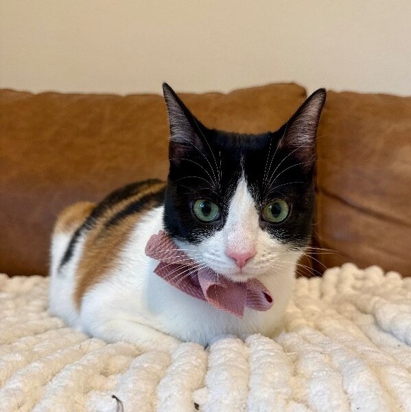 Taffy Marisol, a Calico cat