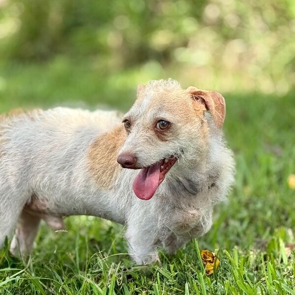 Oscar Mayer, a Chihuahua dog