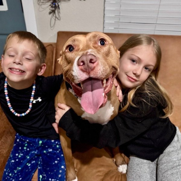 Blinky Baby loves the babies and belly rubs, a American Staffordshire Terrier dog