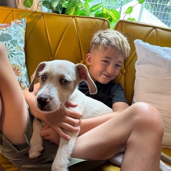 Castiel Goose the perfect family boy, a Wirehaired Terrier dog