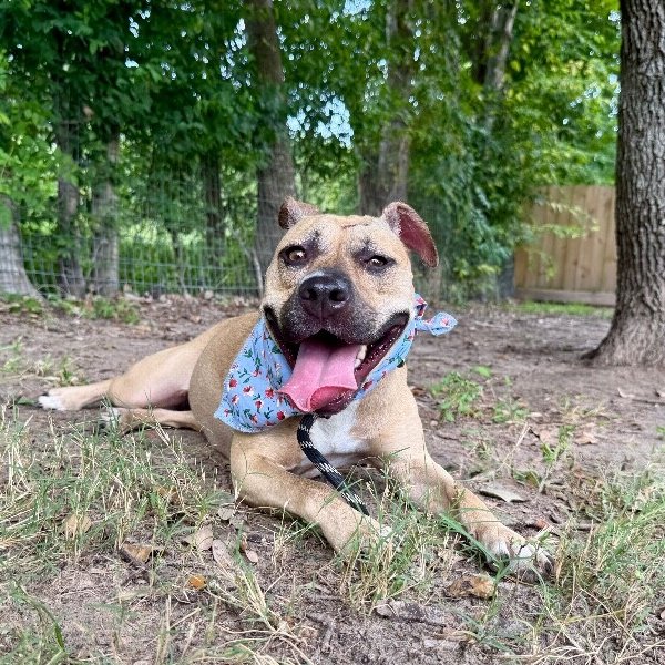 Rainie Baby the pocket sized Pittie lady loves to play with the littles!, a American Pit Bull Terrier dog