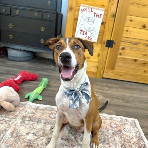 George the goodest boy, a Boxer dog