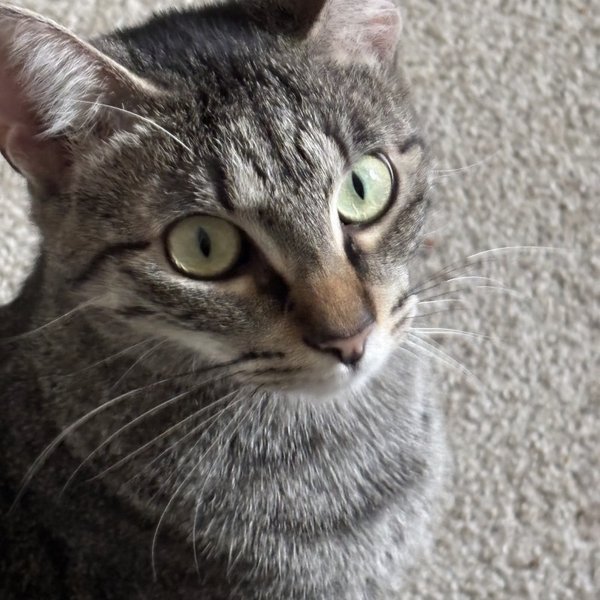 Biscuit Butter, a Tabby cat