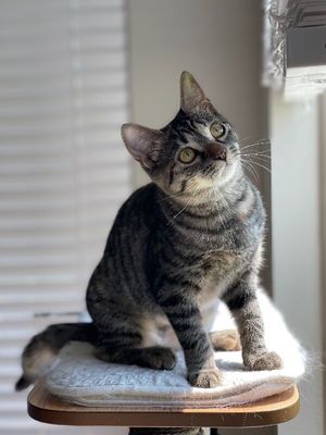 Dolly Purrton thumbnail 2