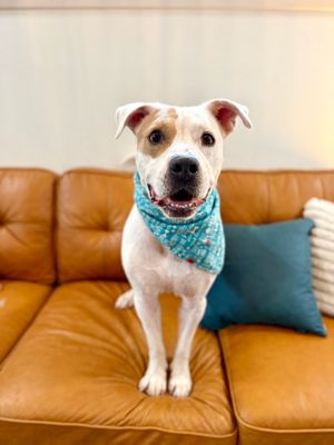 Cyrus The Senior's Sweetheart thumbnail 1