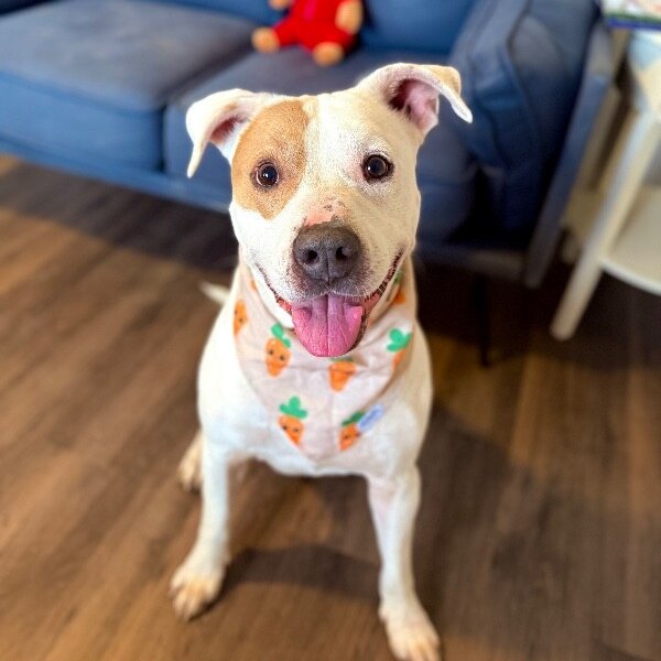 Cyrus Cuddles the Easy Breezy Love Bug, a American Staffordshire Terrier dog
