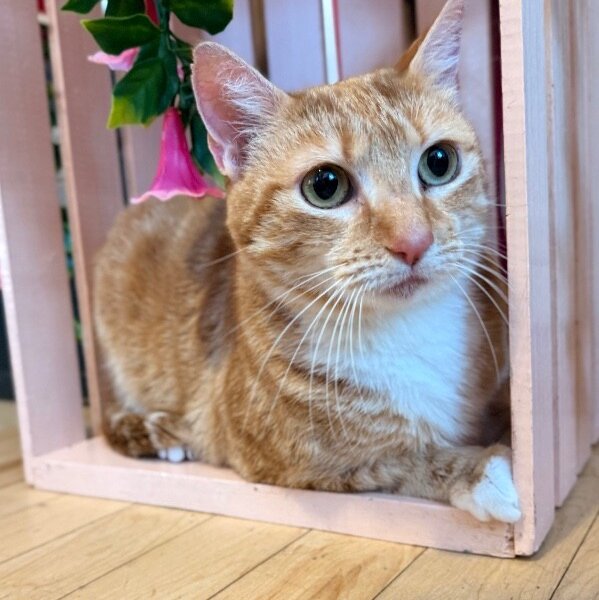 Avril Taylor, a Domestic Short Hair cat