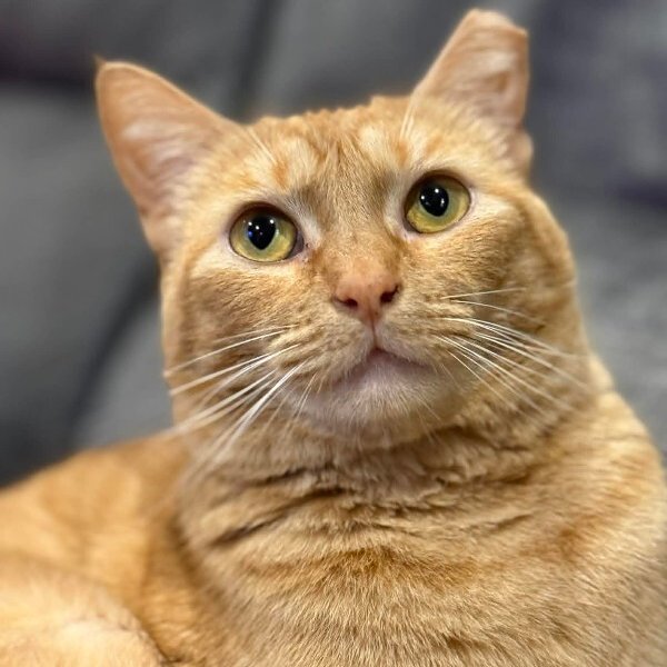 Sabine Davey, a Domestic Short Hair cat